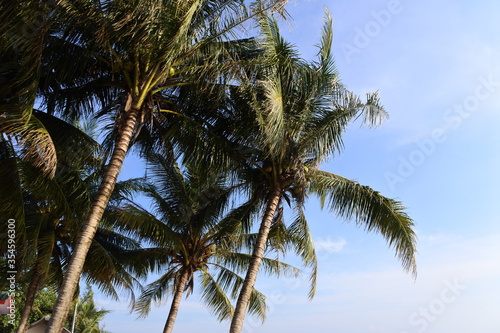 coconut palm trees © Dom JoMSuRiN