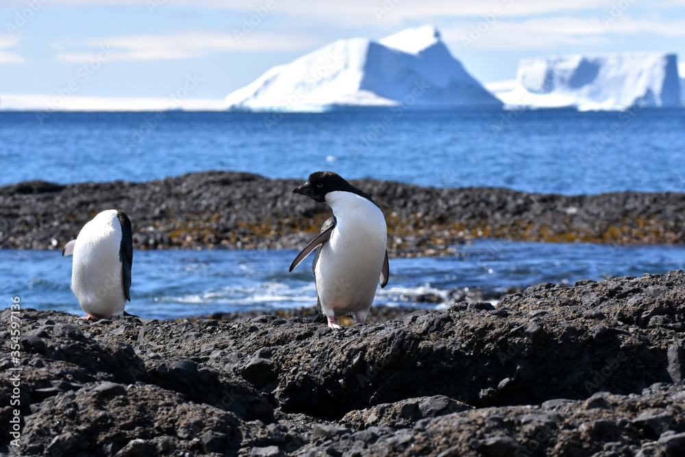 Obraz premium Adelie penguin at Brown Bluff, Antarctica