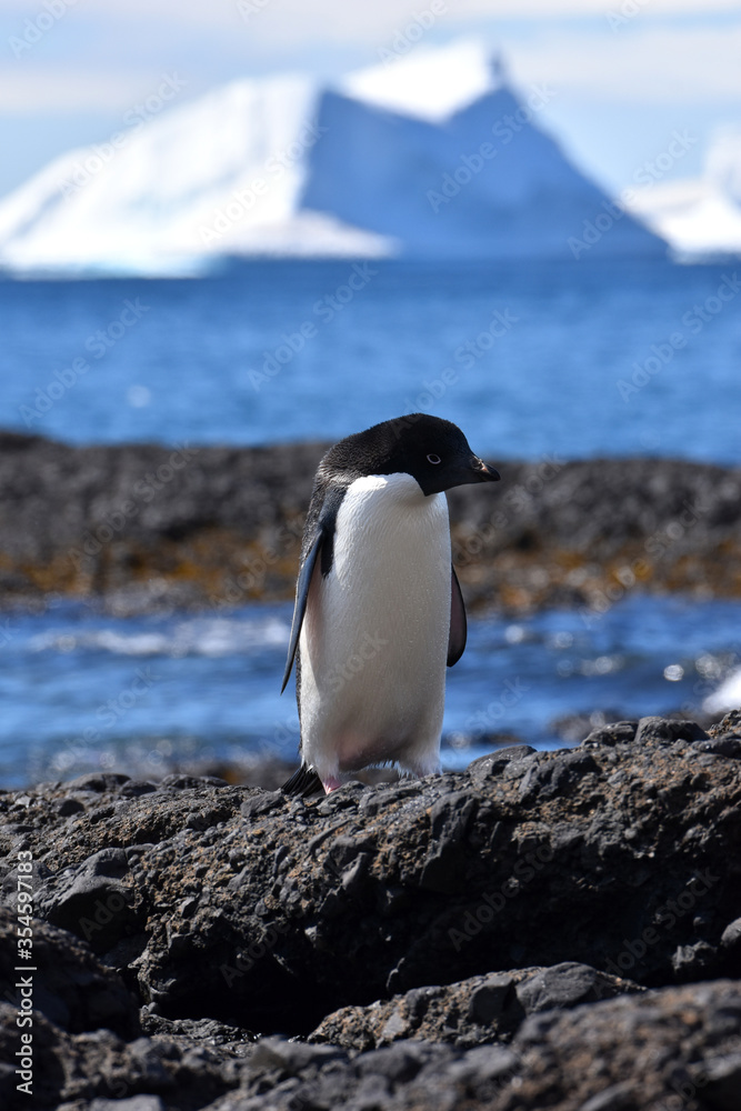Naklejka premium Adelie penguin at Brown Bluff, Antarctica