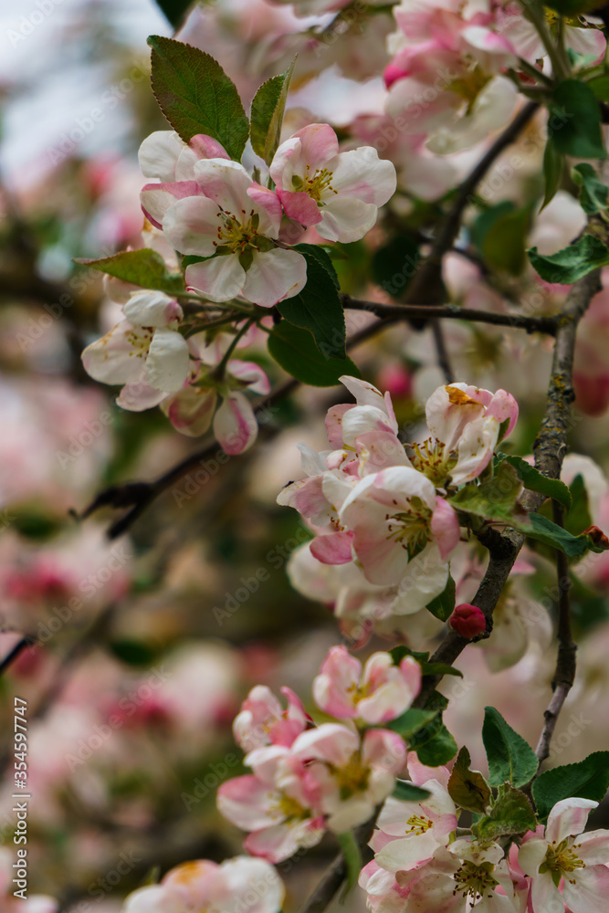 Tender pink flowers and buds of an apple tree on a branch in the garden. Tender pink flowers and buds of an apple tree on a branch in the garden.