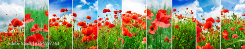 Collage bright juicy landscapes poppy field