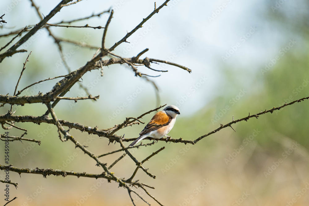 red-backed shrike or Lanius collurio on the tree red-backed shrike or Lanius collurio on the tree