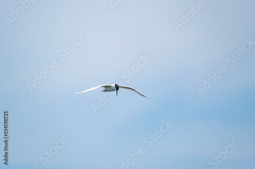 Common tern or Sterna hirundo in the sky close up