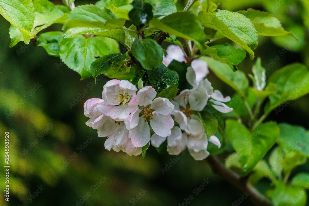 White flowers of apple tree on a branch in the garden. White flowers of apple tree on a branch in the garden.