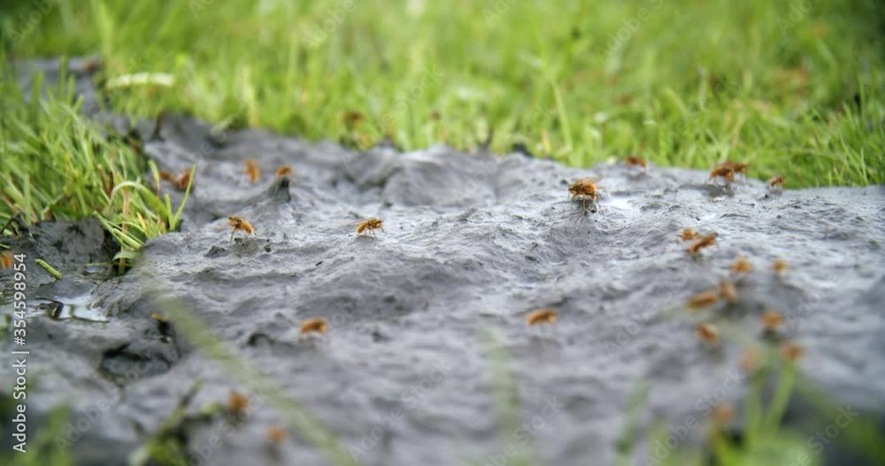 Flies/insects on A Puddle Of Cow Dung in grass field with shit fly Flies/insects on A Puddle Of Cow Dung in grass field with shit fly