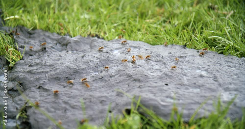 Flies/insects on A Puddle Of Cow Dung in grass field with shit fly Flies/insects on A Puddle Of Cow Dung in grass field with shit fly