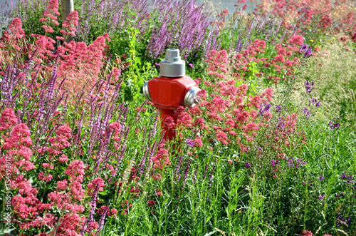 fire hydrant in the flowerbed a very conspicuous variety of Centranthus ruber Coccineus, which blooms in May with deep scarlet pink tubular flowers. photo