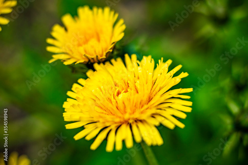 dandelion