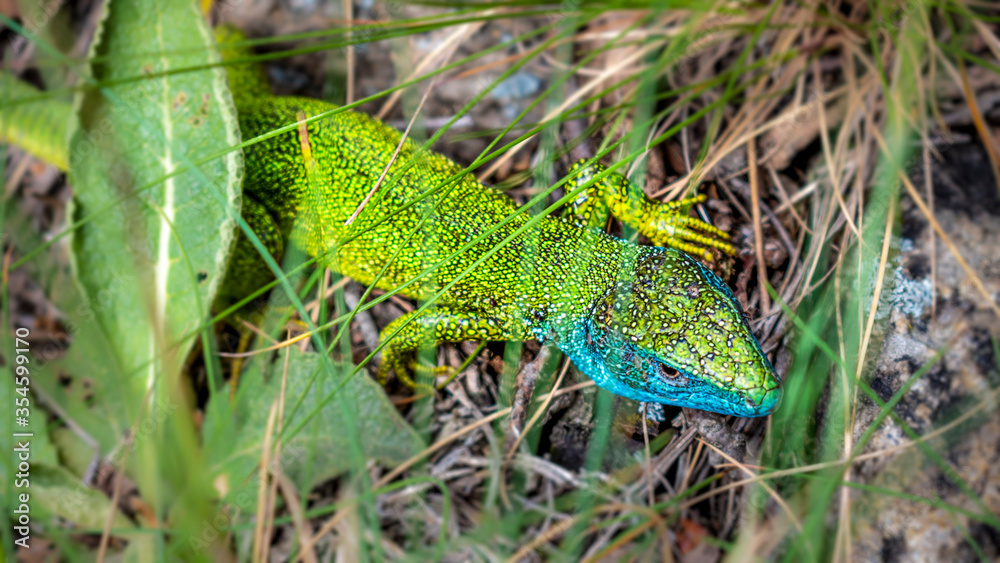 Emerald Lizard - Jesterka zelena