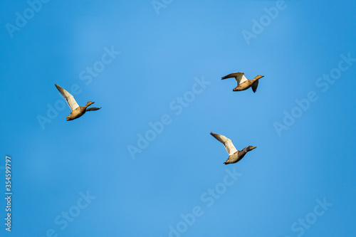 Close up of ducks flock in the sky