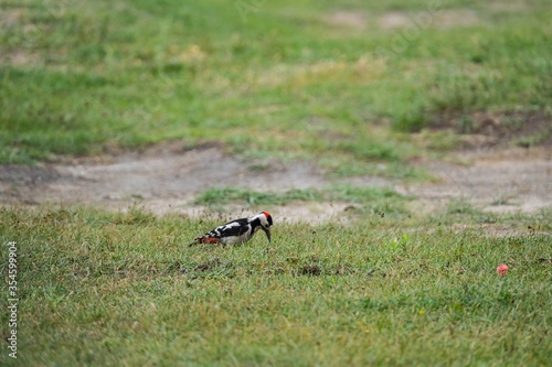 Syrian woodpecker or Dendrocopos syriacus close up © serejkakovalev