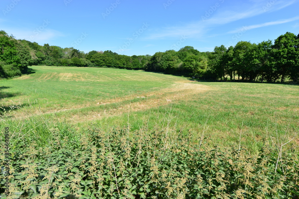 Field in Charlwood, Surrey.