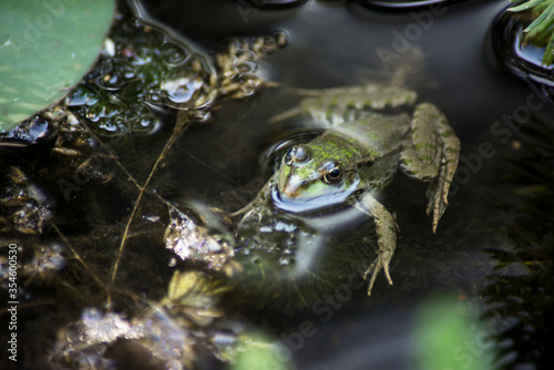 Closeup of common waterfrog swimming in the lake photo