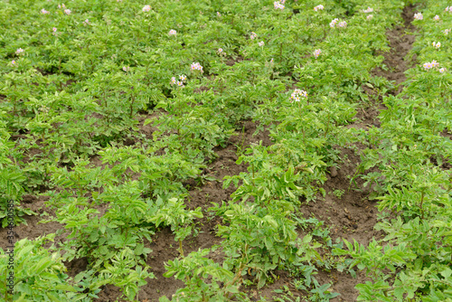 Rows of green potato tops on the ground