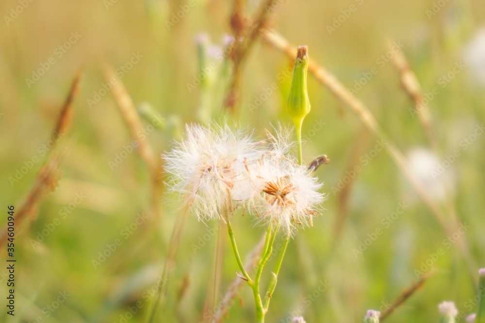 Natural grass flowers close up position center in the sunlight.