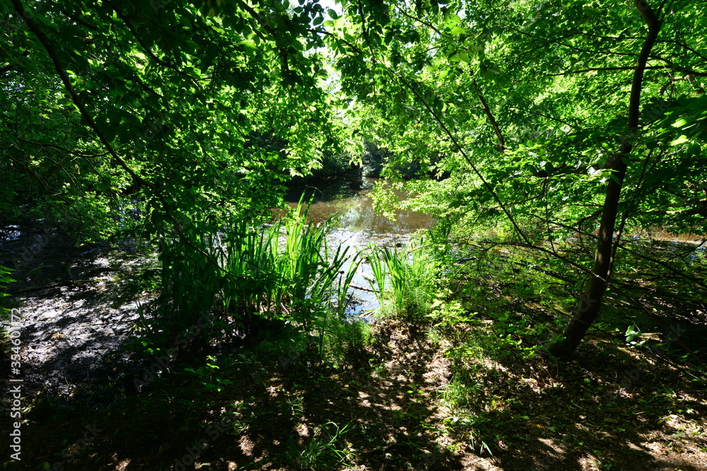 Sun shadow and reflections on a pond in Charwood, Surrey.