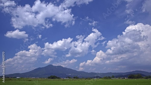 筑波山5月風に揺れる稲