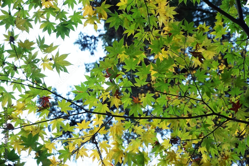 Close-up green maple leaves with sunlight on the tree. Close-up green maple leaves with sunlight on the tree.