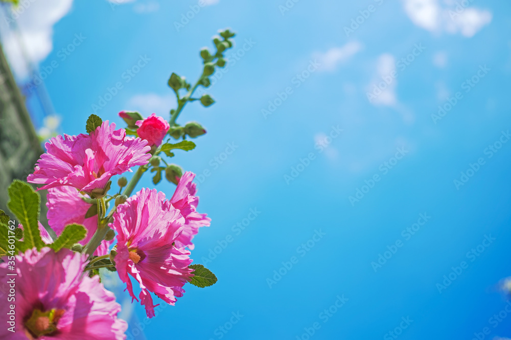 赤紫色の立葵の花と青空stock Photo Adobe Stock