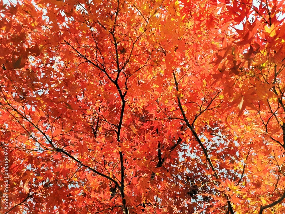 Close-up​ red maple leaves with sunlight.