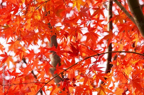 Close-up​ red maple leaves with sunlight.