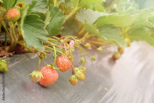 Strawberries that are ripe in the strawberry garden The red color of strawberries is delicious. Their taste is sweet and delicious.