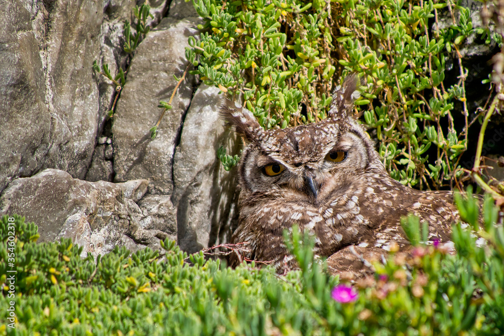 Spotted Eagle-owl, Bubo africanus, Walker Bay Nature Reserve, Gansbaai, Western Cape, South Africa, Africa