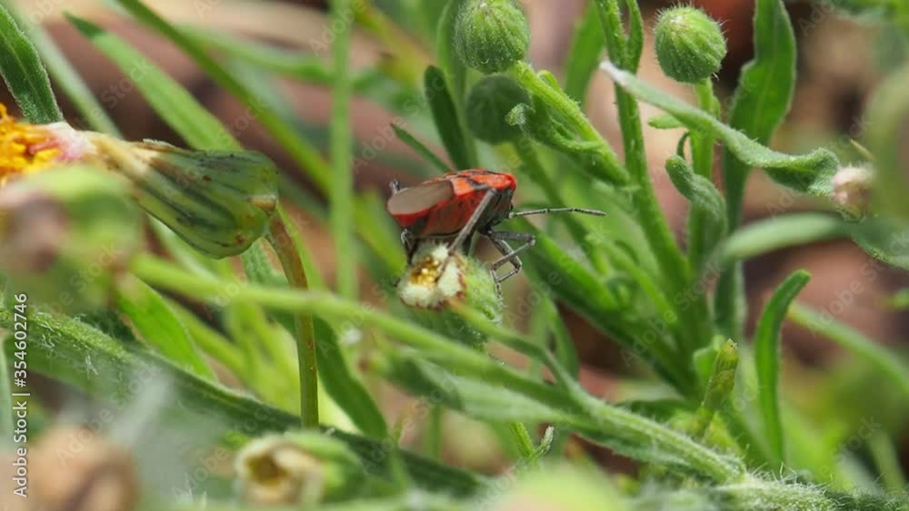 Insecto realizando su función  en la naturaleza