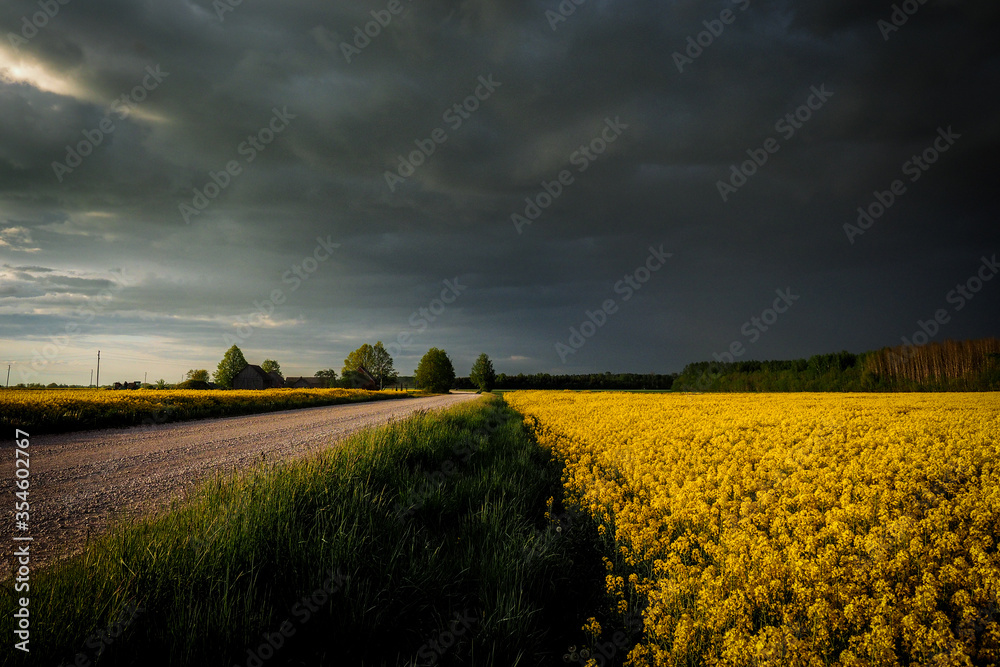 Obraz premium Country road and flowering rapeseed field with beautiful sky in spring