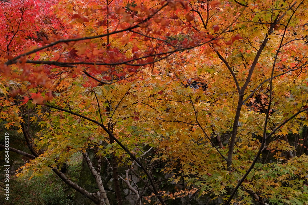 Tofukuji Temple in Japan on autumn season beautyful leaves change colour, Travel destination