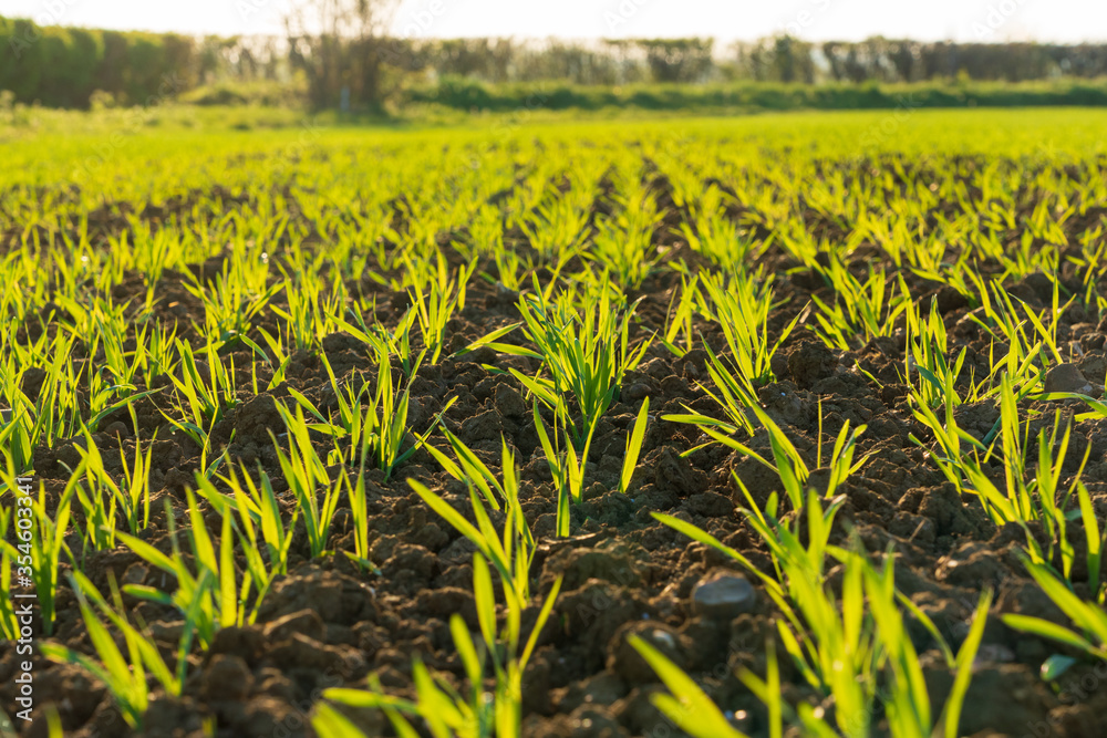 Young shoots of Barley in a field in the spring. Perry Green, Much Hadham, Hertfordshire. UK Young shoots of Barley in a field in the spring. Perry Green, Much Hadham, Hertfordshire. UK