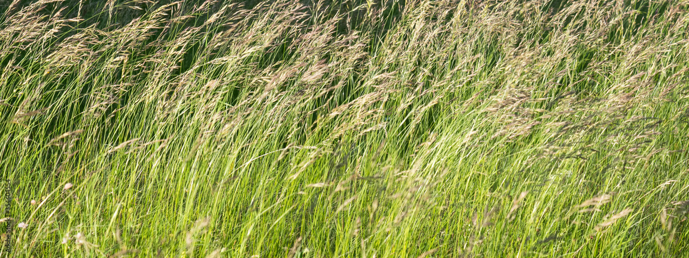 Meadow grass (Poa pratensis or Kentucky bluegrass or blue grass), close up - obrazy, fototapety, plakaty 