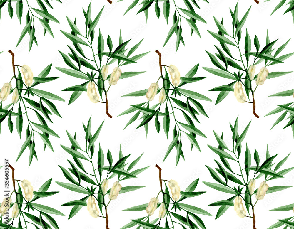 Watercolor hand drawn tea tree branch with leaves and flowers illustration. Watercolor seamless pattern on white background. For wrapping, fabric, wallpaper. Herbal medicine and aroma therapy Watercolor hand drawn tea tree branch with leaves and flowers illustration. Watercolor seamless pattern on white background. For wrapping, fabric, wallpaper. Herbal medicine and aroma therapy