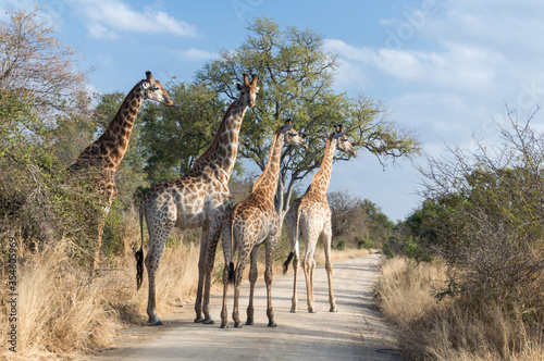 Fototapeta Naklejka Na Ścianę i Meble -  African Wildlife