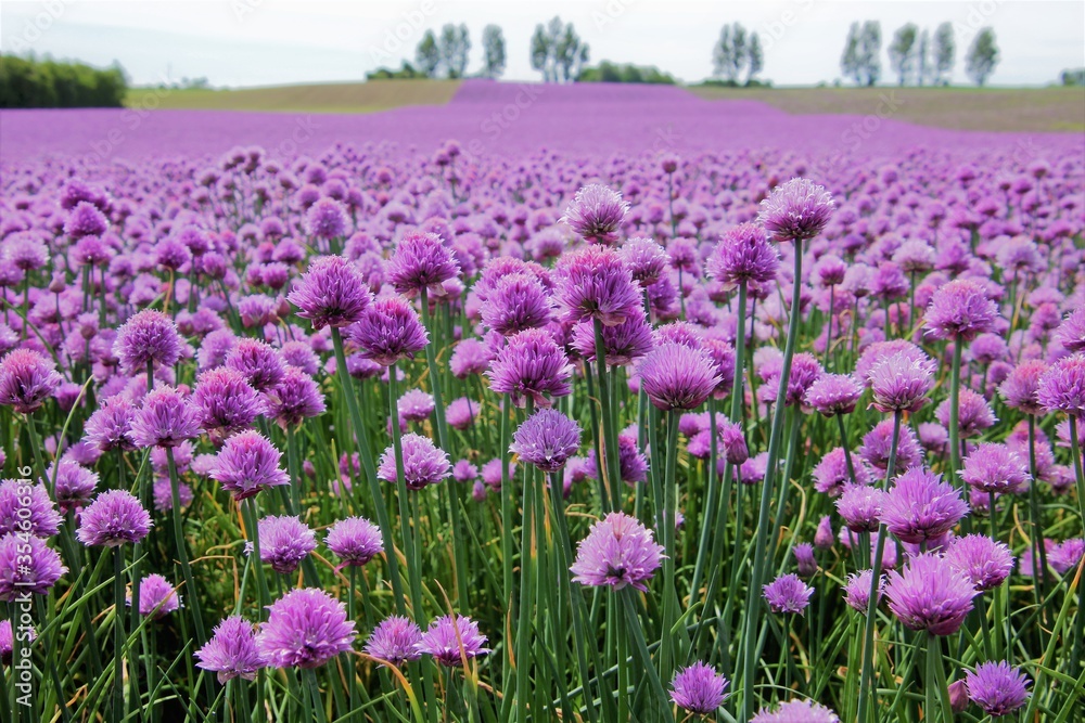 field of purple chives