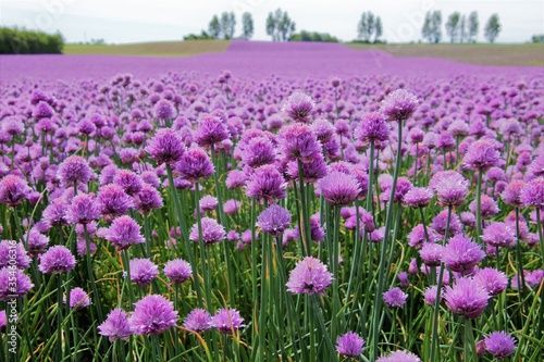 field of purple chives
