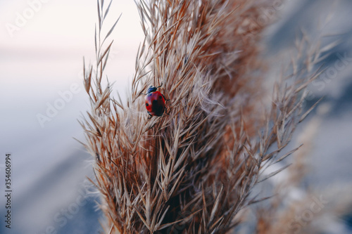 Ladybug on the reeds near the lake