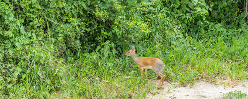 Dik-Dik Antilope in the green Bush of Tarangire National Park, Tanzania photo