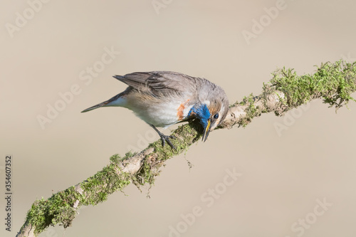 The Bluethroat signals its territory rubbing the beak on branch (Luscinia svecic Fototapeta