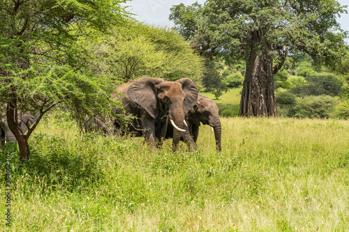 Photography African Elephants on the Tanzanian Savannah walking through high Grass at the Ta
