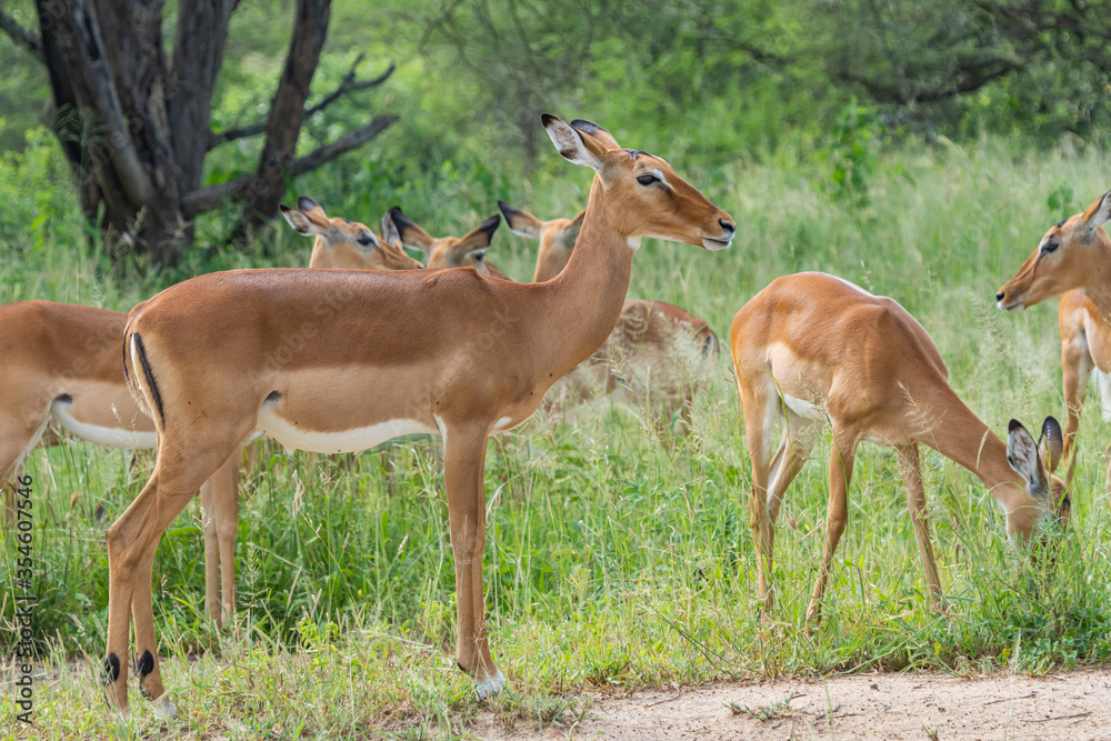 Beautiful Portrait of Group Impalas in Tarangire National Park in Tanzania, close up Beautiful Portrait of Group Impalas in Tarangire National Park in Tanzania, close up