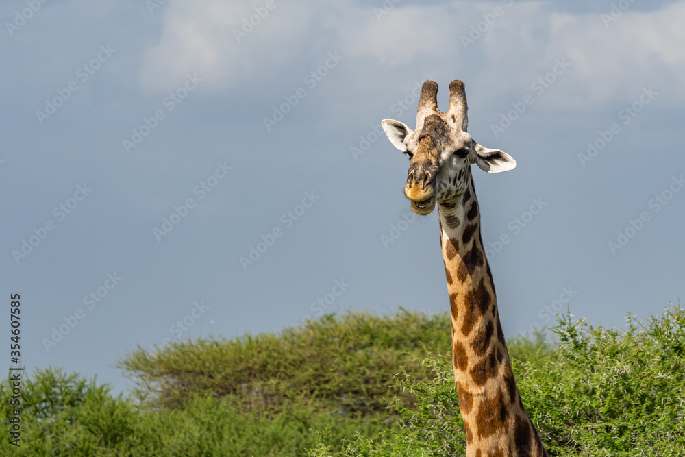 Fototapeta premium A Giraffes in the Savannah of Tarangire National Park. In the Background there are Trees and Bushes against bright Sky.