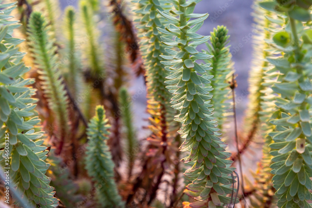 Plants in the field. Low and natural contrast with sunlight. More Close-Up