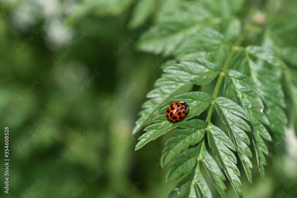 Fototapeta premium Asiatischer Marienkäfer, Harmonia axyridis, auf Blatt von Wiesenkerbel, mehr als sieben Punkte