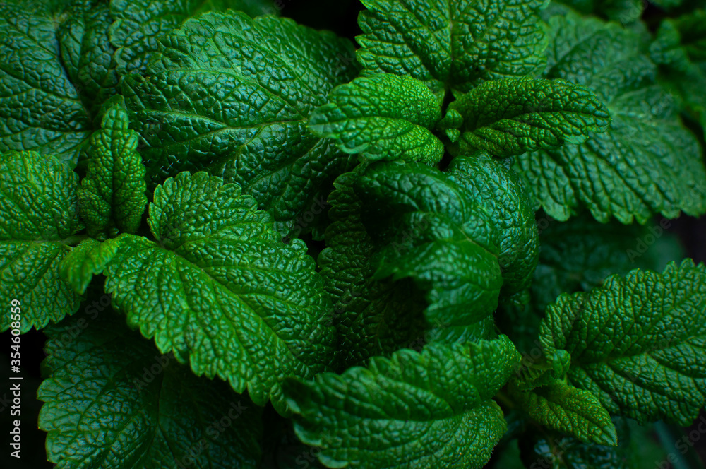 Green fresh leaves of mint, lemon balm close-up macro shot. Mint leaf texture. Ecology natural layout. Mint leaves pattern, spearmint herbs, peppermint leaves, nature background - obrazy, fototapety, plakaty 