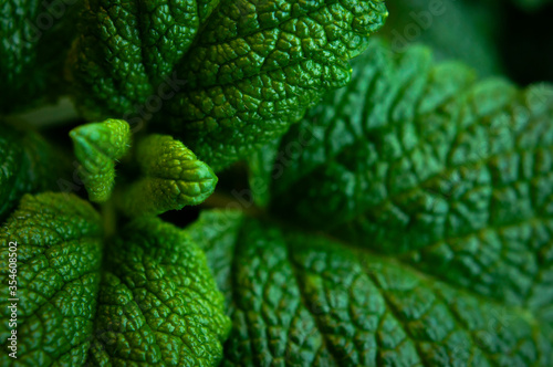 Green fresh leaves of mint, lemon balm close-up macro shot. Mint leaf texture. Ecology natural layout. Mint leaves pattern, spearmint herbs, peppermint leaves, nature background photo