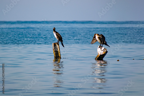Large cormorants sit on metal snags in the middle of the black sea. Medium sized bird species rest and dry their wings and feathers in the sun