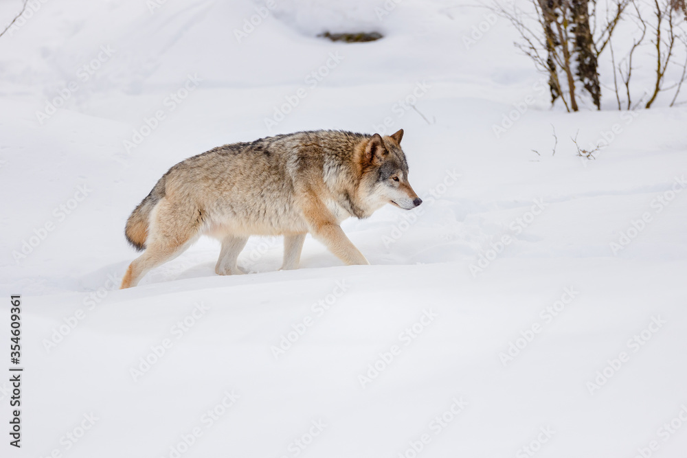 Side view of Eurasian wolf strolling on snow Side view of Eurasian wolf strolling on snow