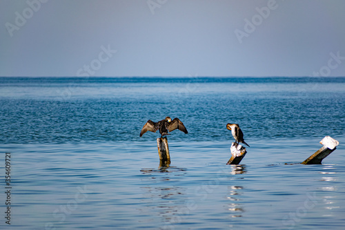 Large cormorants sit on metal snags in the middle of the black sea. Medium sized bird species rest and dry their wings and feathers in the sun