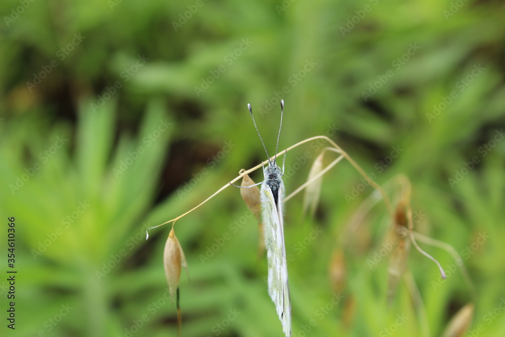 spider on a green grass spider on a green grass